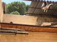 A la izquierda, pollo de águila de Bonelli nacido en el centro de GREFA antes de su traslado a Cerdeña. A la derecha, uno de sus progenitores.
