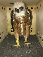 Pollo de águila de Bonelli en el interior de su caja, durante el traslado en ferry a Cerdeña. 