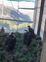 Tres de los pollos de águila de Bonelli, en la jaula-hacking construida en el Parque Regional de Tepilora (Cerdeña).