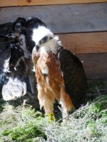 Uno de los pollos de águila de Bonelli, en la jaula-hacking construida en el Parque Regional de Tepilora (Cerdeña).
