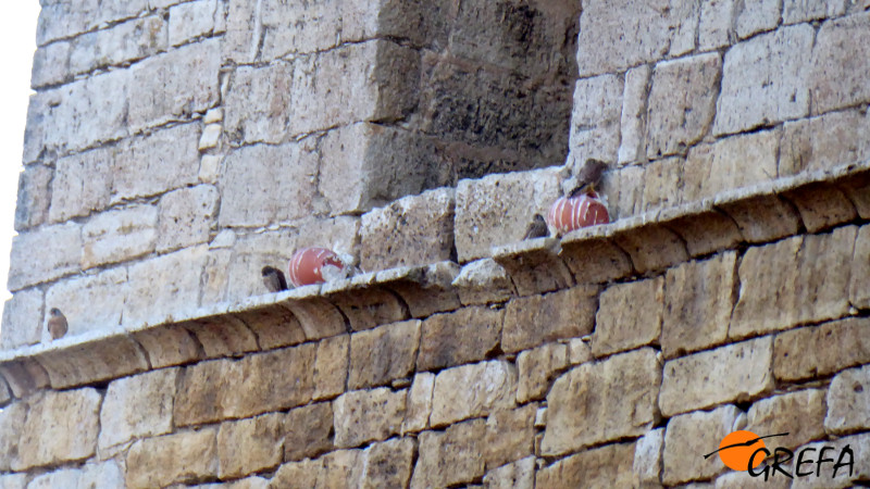 En 2018 hemos constatado la reproducción del cernícalo primilla en la Iglesia–Casa de Cultura de Villalar. En la foto se aprecian varios ejemplares junto a las vasijas-nido.