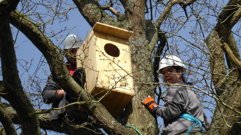 Dos trabajadores de GREFA revisan una de las cajas nido para cárabo instaladas en Sariego (Asturias), en este caso en un roble.