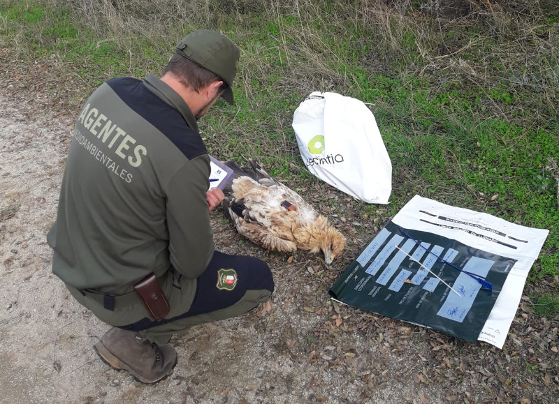 Un Agente Medioambiental de Castilla-La Mancha anota información sobre el águila imperial "Porrón", con su emisor visible al dorso, tras ser encontrada electrocutada en Mazarambroz (Toledo).