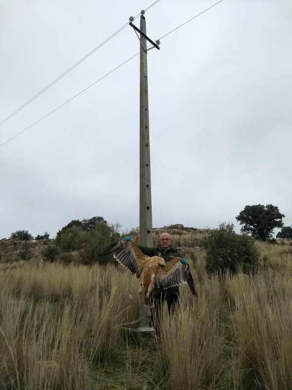 Un Agente Medioambiental de Castilla-La Mancha sujeta al águila imperial "Iris" delante del apoyo del tendido eléctrico de Paredes de Escalona (Toledo) en el que el ave apareció electrocutada.