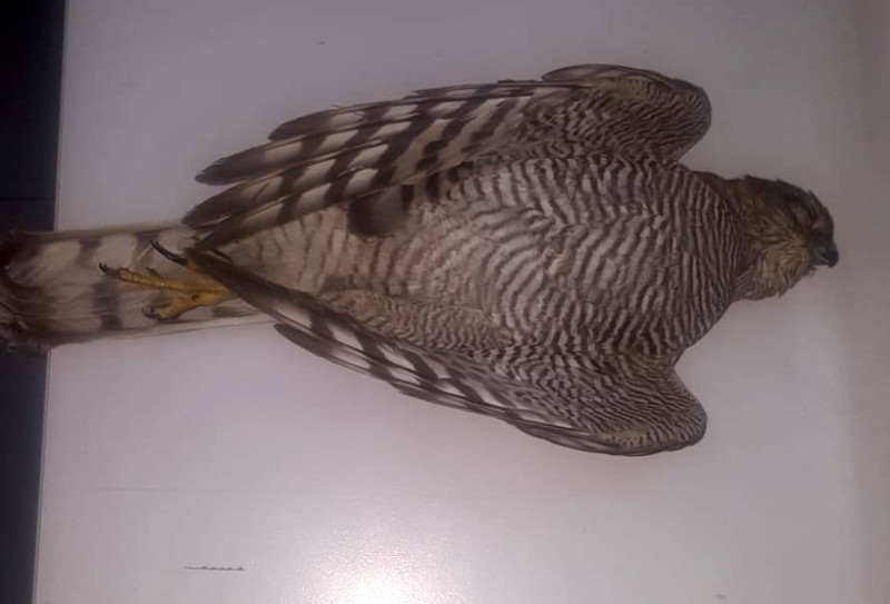 Cadáver del gavilán con la pata amputada que ingresó recientemente en el hospital de fauna de GREFA.