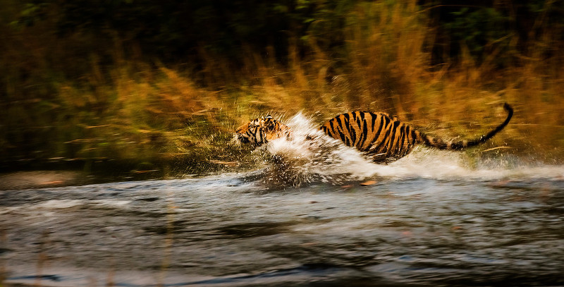 Un tigre corre por el cauce de un río en la India. Foto: Jose Pesquero.