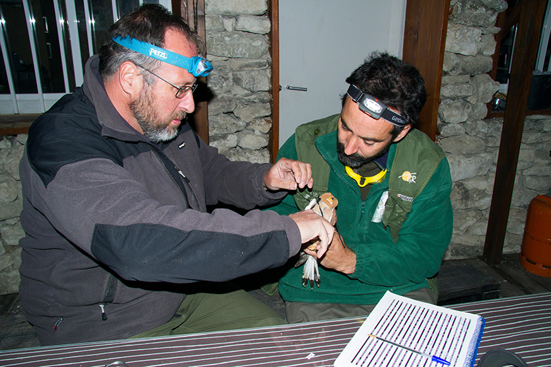 Javier de la Puente, de SEO/BirdLife, y Juan Martínez Dalmau, de GREFA, colocan un dispositivo "datalogger" a un ejemplar de cernícalo primilla.