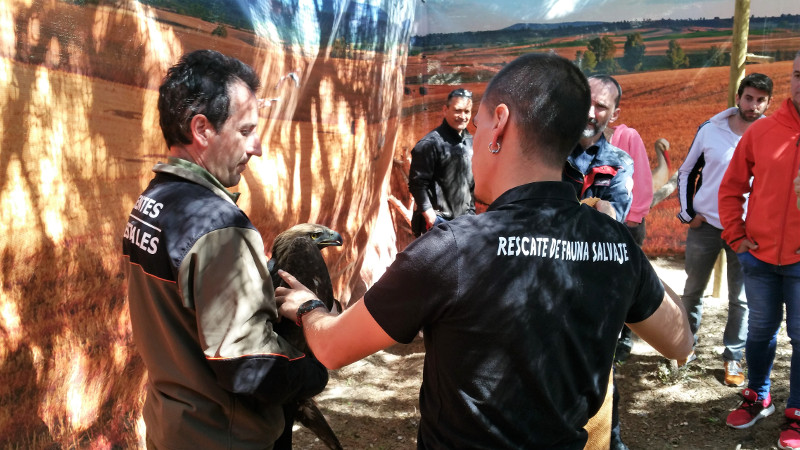Un miembro del Equipo de Rescate de GREFA enseña a un Agente Forestal cómo sujetar a un águila real.