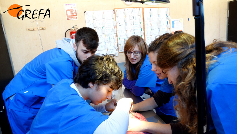 Alumnos del Curso de Técnicos ayudan a curar a un ratonero común en la enfermería del hospital de fauna de GREFA.