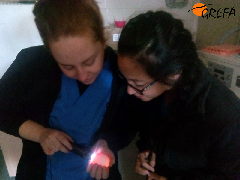 Dos alumnas examinan un huevo del centro de cría de especies amenazadas de GREFA.