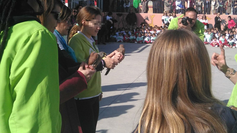 Una alumna del CEIPSO Príncipe de Asturias y algunos de sus profesores liberan dos cernícalos vulgares recuperados en nuestro hospital de fauna.