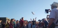 Momento de la liberación en Anchuras de un cernícalo vulgar, con presencia de los vecinos del pueblo.