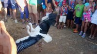 Momento de la liberación en Anchuras de dos cigüeñas blancas, con presencia de los vecinos del pueblo.
