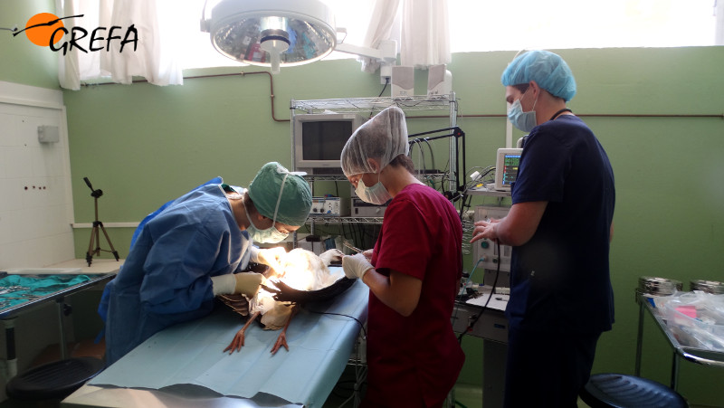 Una veterinaria de GREFA y dos voluntarios durante la cirugía a la cigüeña blanca afectada por la impactación por gomas.