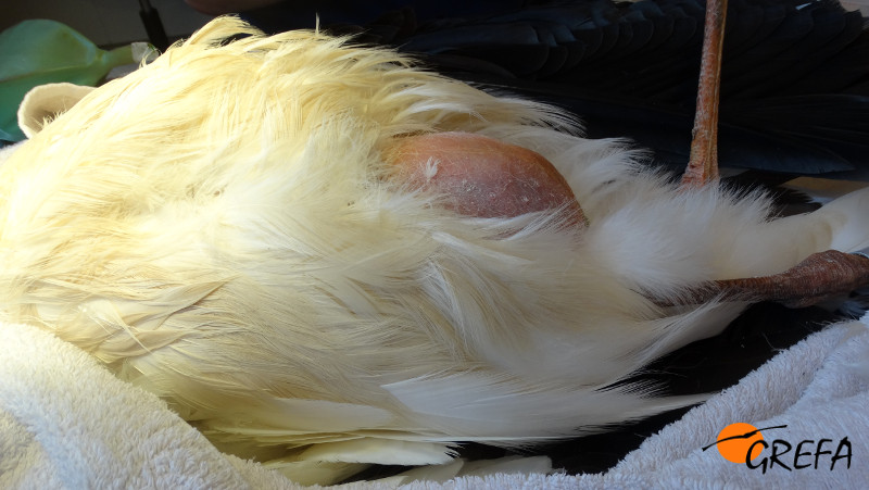 Estado del abdomen de la cigüeña antes de entrar a quirófano en el hospital de fauna de GREFA.