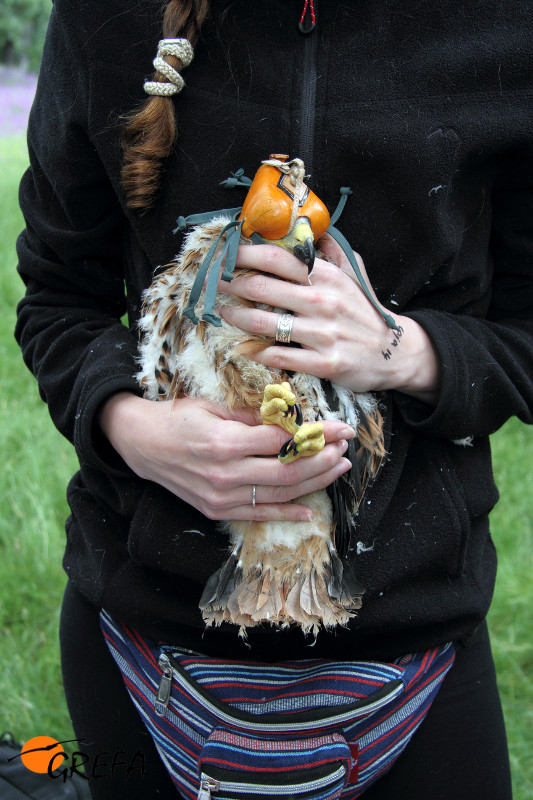 Una voluntaria de GREFA sujeta para su marcaje con GPS de uno de los dos pollos del milano real "Sucesso" nacidos en 2018.