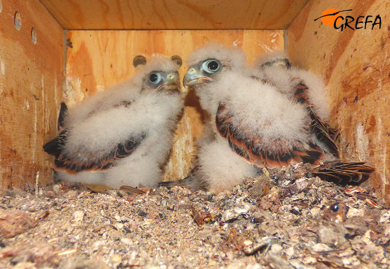 Pollos de la población cordobesa de cernícalo primilla en una caja nido instantes antes de su anillamiento.