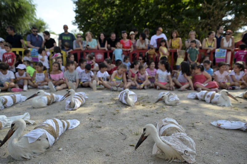 Numerosos niños asisten a la suelta de las cigüeñas blancas, que aparecen inmovilizadas antes de liberarlas por su propia seguridad y bienestar. 