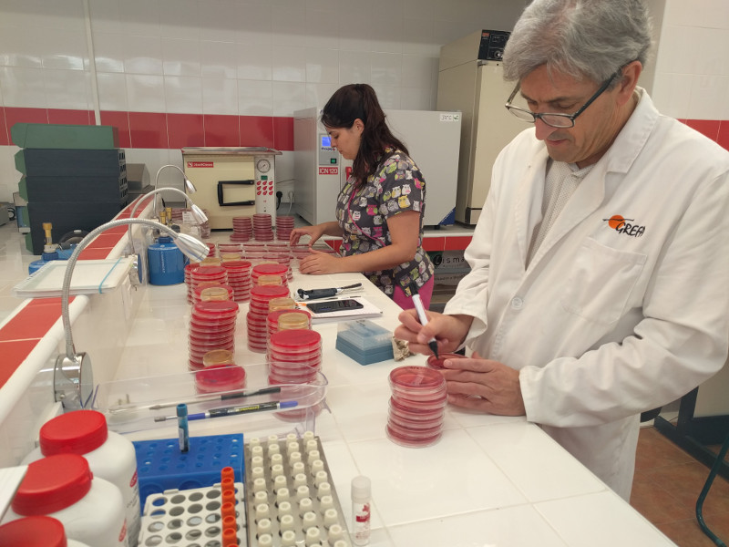 Trabajando con cultivos de microbiología en el laboratorio de GREFA.