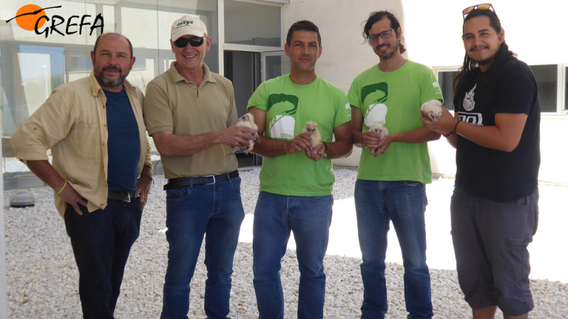 Miembros de las entidades colaboradoras en el "hacking" de lechuza de la Universidad de Almería, con los cuatro pollos reintroducidos.