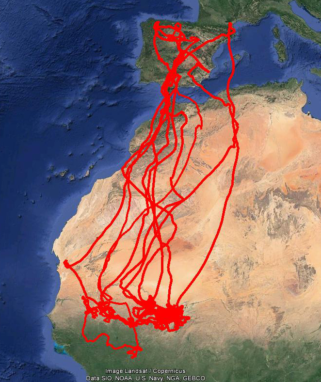 Mapa que muestra el viaje migratorio de 5 cernícalos primilla marcados con dispositivos GPS en distintas provincias españolas (SEO/BirdLife y GREFA).