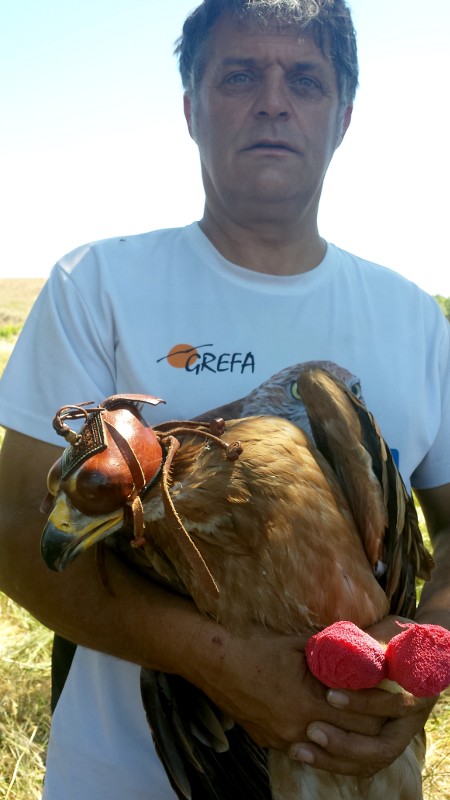 Ernesto Álvarez, presidente de GREFA, sujeta a un pollo de "Susana" durante su marcaje.