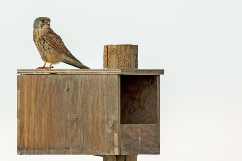 Cernícalo vulgar sobre una caja nido instalada por el proyecto de control biológico de GREFA. Foto: Alberto Álvarez.
