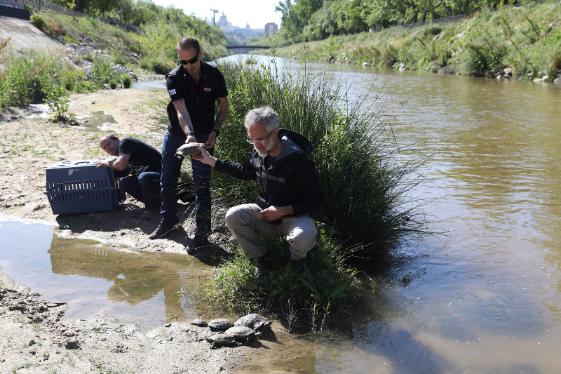 Un equipo de GREFA libera a los galápagos leprosos en el río Manzanares a su paso por Madrid capital.