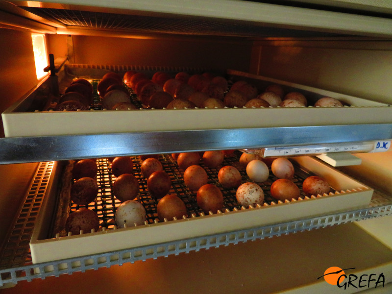 Huevos de cernícalo primilla de puestas de 2018 en nuestras incubadoras.