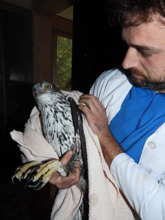 Un biólogo de GREFA examina a una de las águilas de Bonelli trasladadas desde Bulgaria a España. 