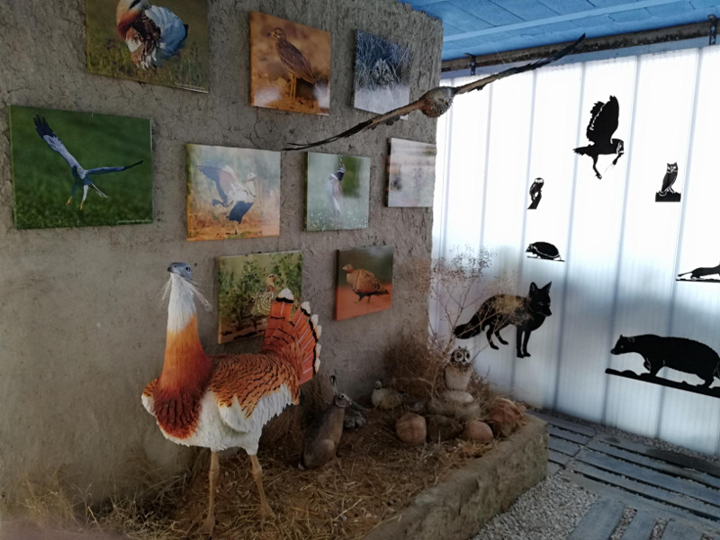 Espacio expositivo dedicado a la biodiversidad de las estepas cerealistas, en el nuevo Centro de Interpretación de Villalar de los Comuneros. Foto: GREFA.