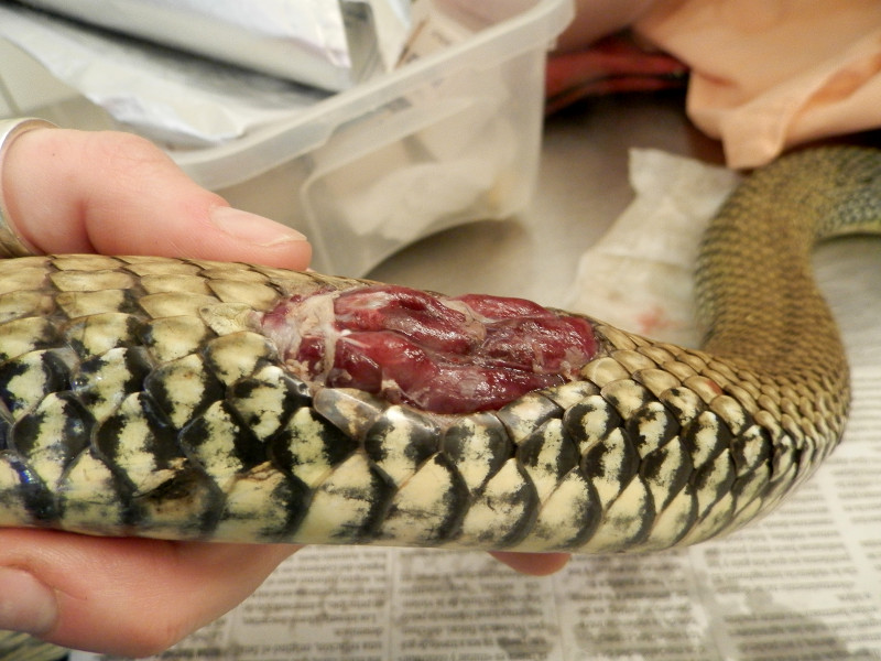 Evolución de la herida de la culebra bastarda tras ingresar en el Hospital de Fauna Salvaje de GREFA.