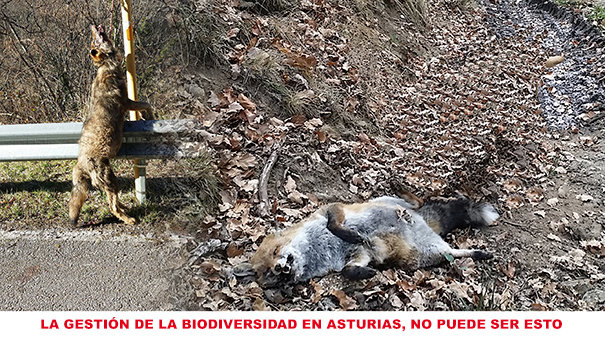 Imagen promocional de la campaña contra la matanza de depredadores en Asturias.