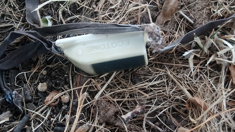 Monento del hallazgo del emisor GPS del milano real "Gerónimo", ejemplar adulto al que se le desprendió este dispositivo.