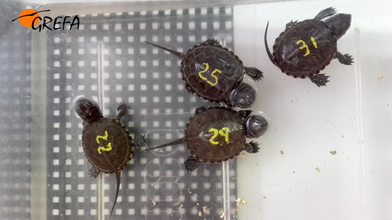 Cuatro neonatos de galápago europeo procedentes de incubación artificial, con números en sus caparazones para identificarlos con facilidad.