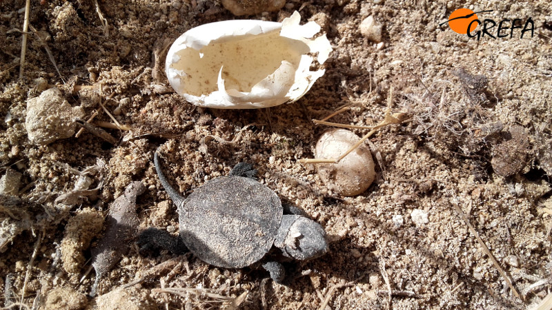 Este neonato de galápago europeo nacido de incubación natural ya ha emergido del nido.