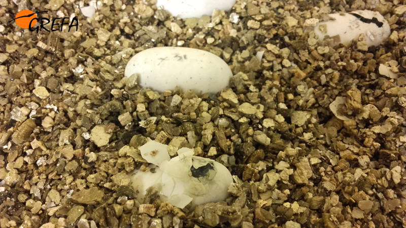 Momento de la eclosión de varios huevos de galápago europeo en el interior de la incubadora.