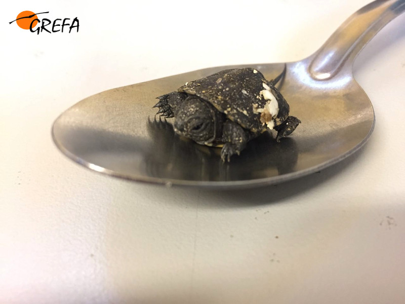 Neonato de galápago europeo de apenas tres gramos de peso, fotografiado en una cuchara sopera para tener una referencia de su pequeño tamaño.