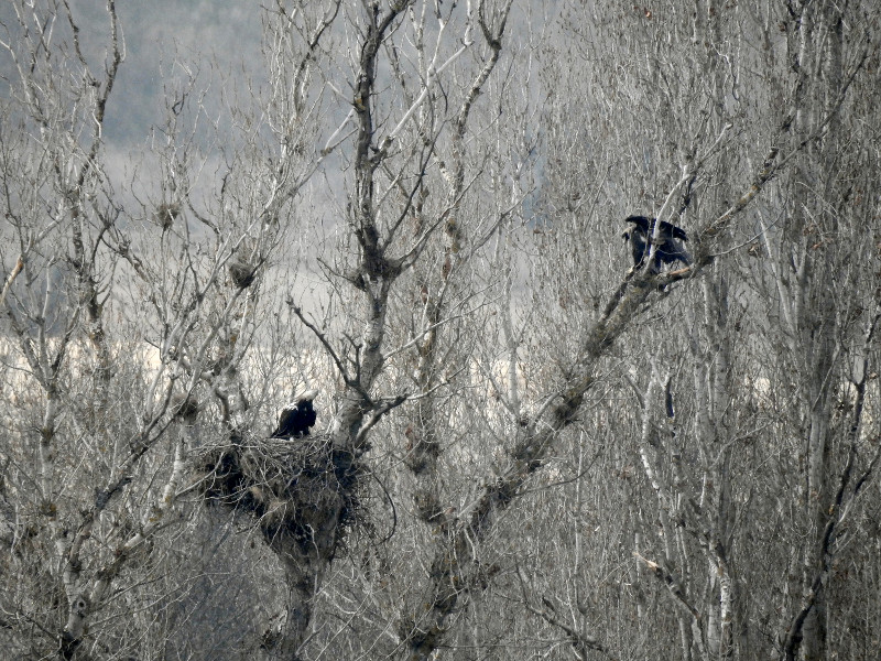 Poco después de su liberación, "Moro" fue fotografiado junto a su pareja en el nido que regenta. En la imagen "Moro" aparece posado sobre el propio nido.