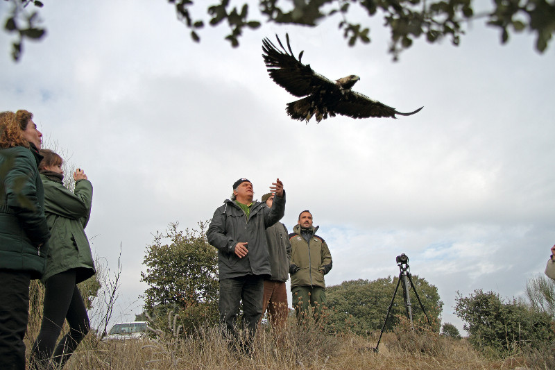 Momento de la liberación del águila imperial "Moro" en Valdemorillo (Madrid), el pasado 17 de enero.