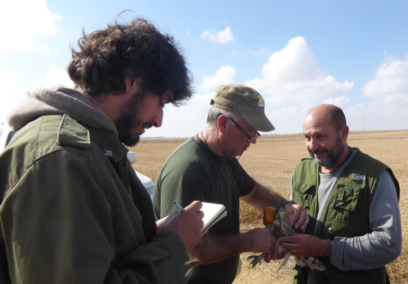 Un especialista coloca un emisor GPS a una lechuza en Castilla y León.