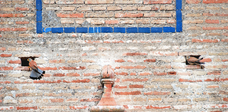 Un macho de cernícalo primilla (izquierda) y un macho de cernícalo vulgar (derecha) utilizan uno de los pocos mechinales que quedan en la Iglesia de la Asunción, en Palma del Río (Córdoba). Foto: Esperanza Poveda.