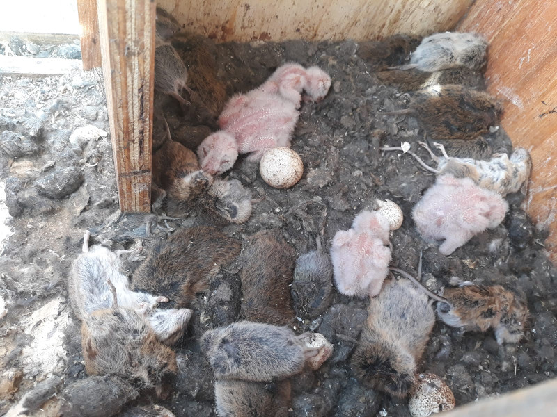 Pollos de lechuza en una caja nido instalada en Escalona del Prado (Segovia), con una amplia "despensa" de topillos y otros roedores aportados por los padres.