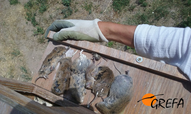 Topillos muertos acumulados en una caja nido colocada por GREFA en Castilla y León para la lechuza en Aldea Real (Segovia).