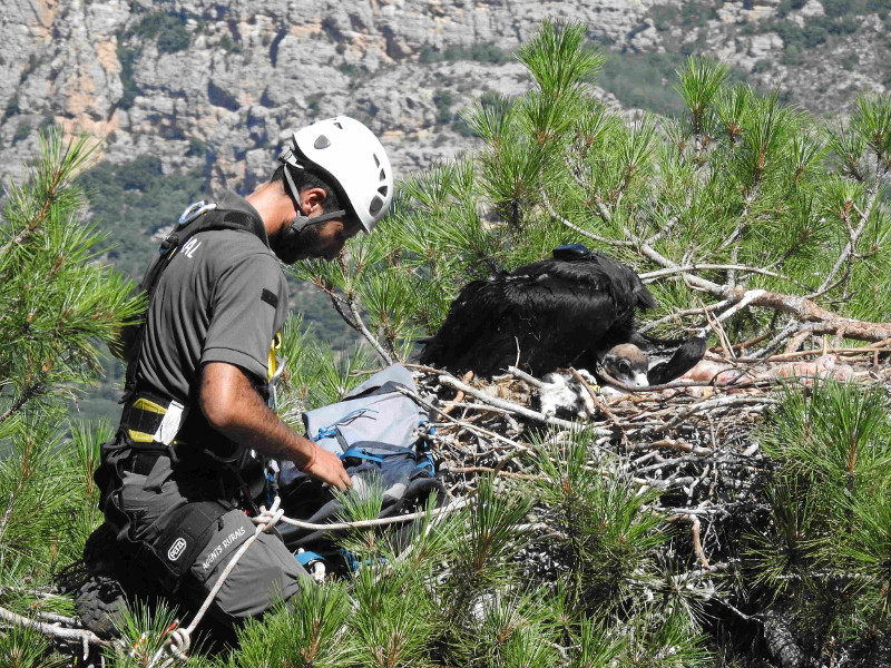 Un agente forestal devuelve a un pollo de buitre negro a su nido de Pirineos tras la colocación de un emisor GPS a este ejemplar. Foto: PRBNC.
