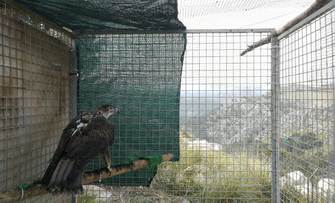 El águila de Bonelli "Ivo", en el interior del jaulón de aclimatación de la primera zona de Mallorca donde se le quiso liberar.