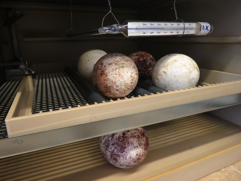 Incubadora a pleno rendimiento en el centro de cría de GREFA, con cinco huevos de buitre negro. En la parte inferior, el huevo de la pareja "Titania" y "Oberón", que será el próximo en nacer.
