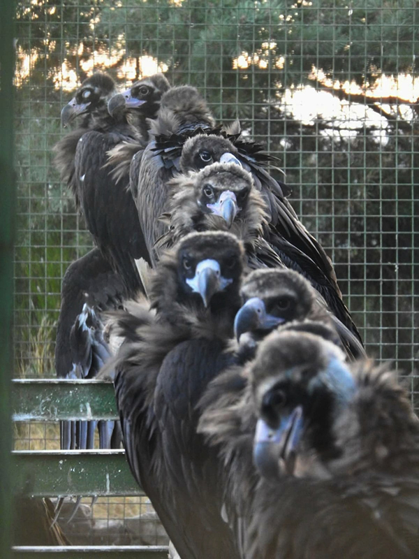Buitres negros en el jaulón de aclimatación de Huerta de Arriba (Burgos), desde donde serán liberados próximamente.