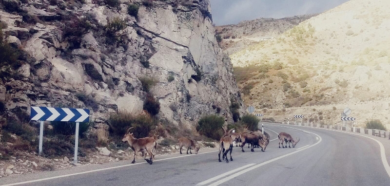 Grupo de cabras monteses atravesadas a la salida de una curva en un puerto de montaña de la Sierra de Gredos.