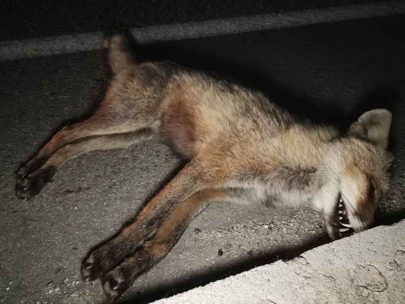 Cadáver de un zorro atropellado la pasada primavera en una carretera secundaria de la Comunidad de Madrid.